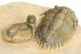 Acanthopyge & Metacanthina Trilobites - Lhandar Formation #309220-6